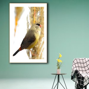 Avadavat Artistry: Captivating Canvas Featuring Exquisite Munia Bird - A Must-Have for Nature Lovers! Premium Canvas Wildlife Art | Wall Art | Painting | Large Size | 48 inch x 30 inch or 4 feet x 2.5 feet | Orientation - Portrait